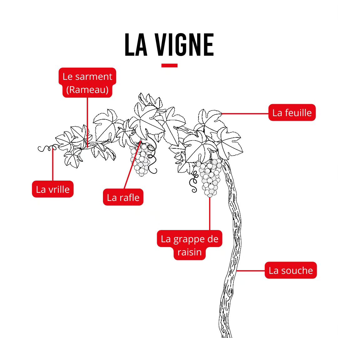 Post réseaux sociaux Côtes-de-thongue