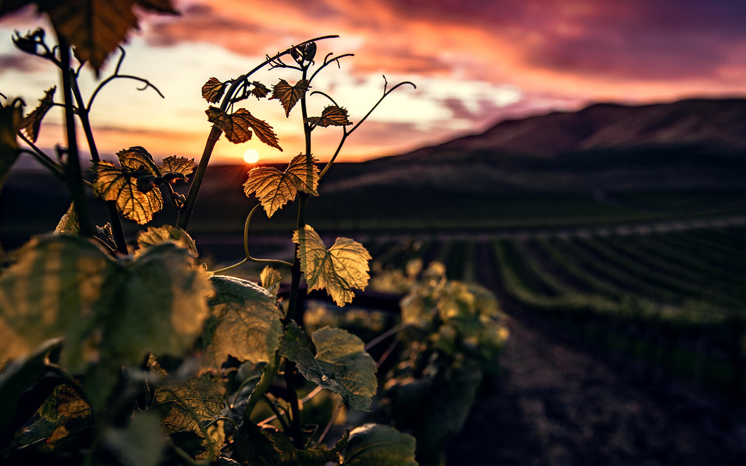 Vignobles Côtes-de-thongue